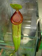 Nepenthes mirabilis 'PNG' x (x mixta)